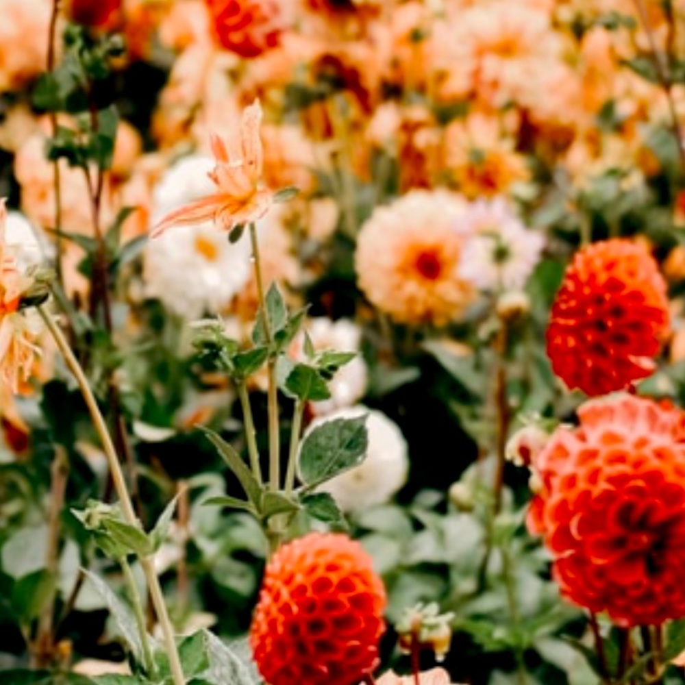 Meet your Posher, Dana